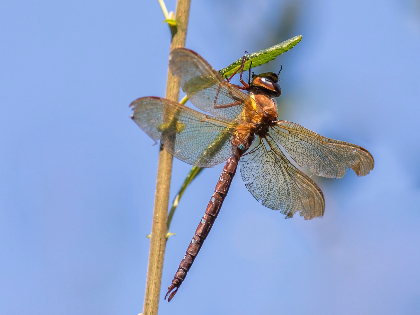 Braune Mosaikjungfer