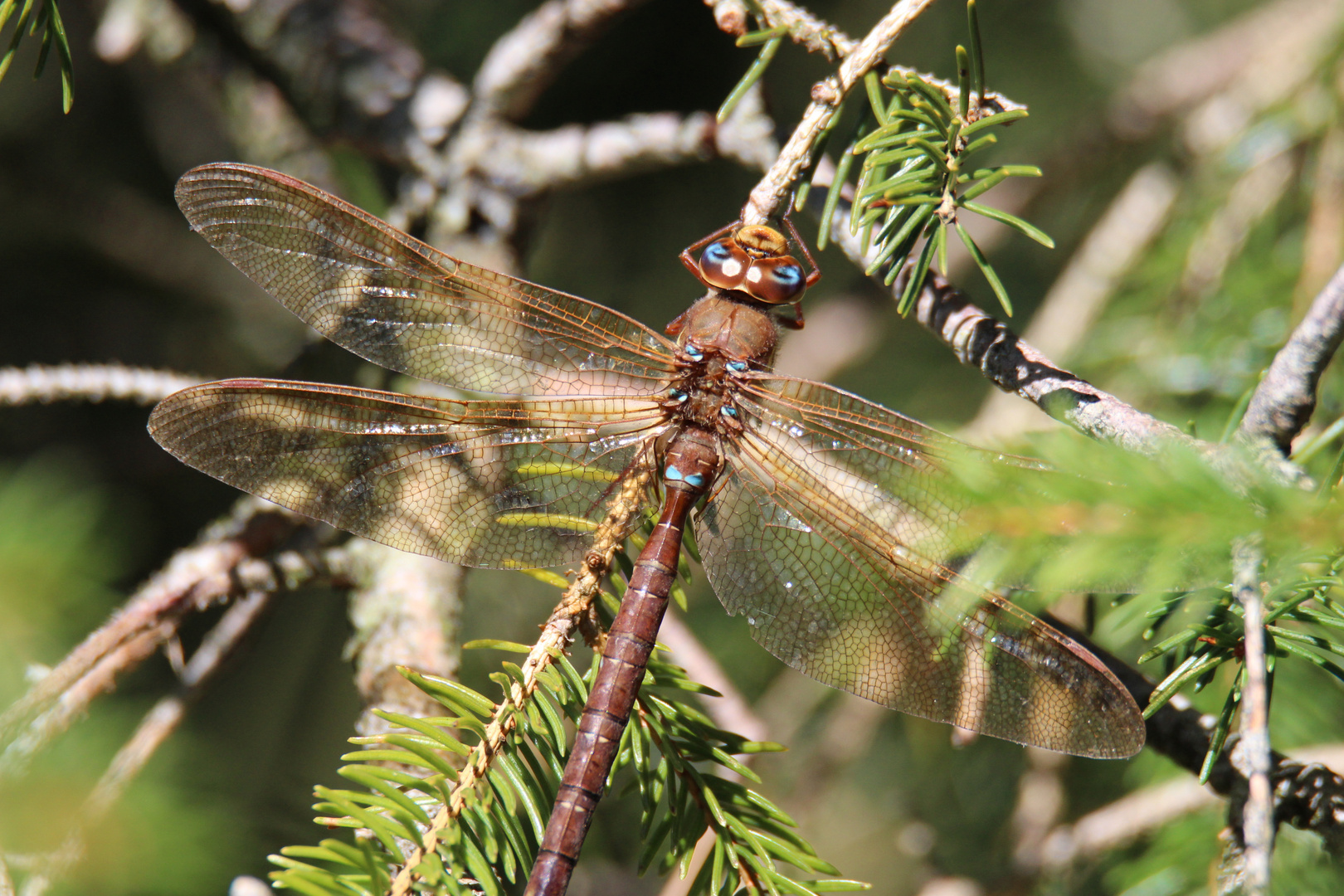 Braune Mosaikjungfer (Aeshna grandis)