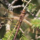 Braune Mosaikjungfer (Aeshna grandis)