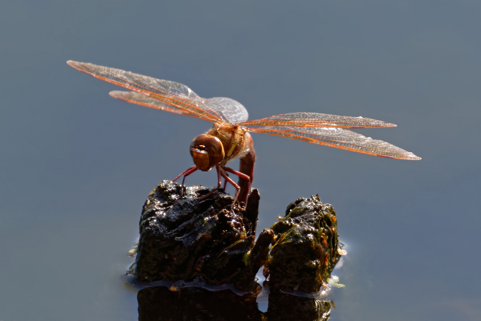  Braune Mosaikjungfer (Aeshna grandis), bei der Eiablage