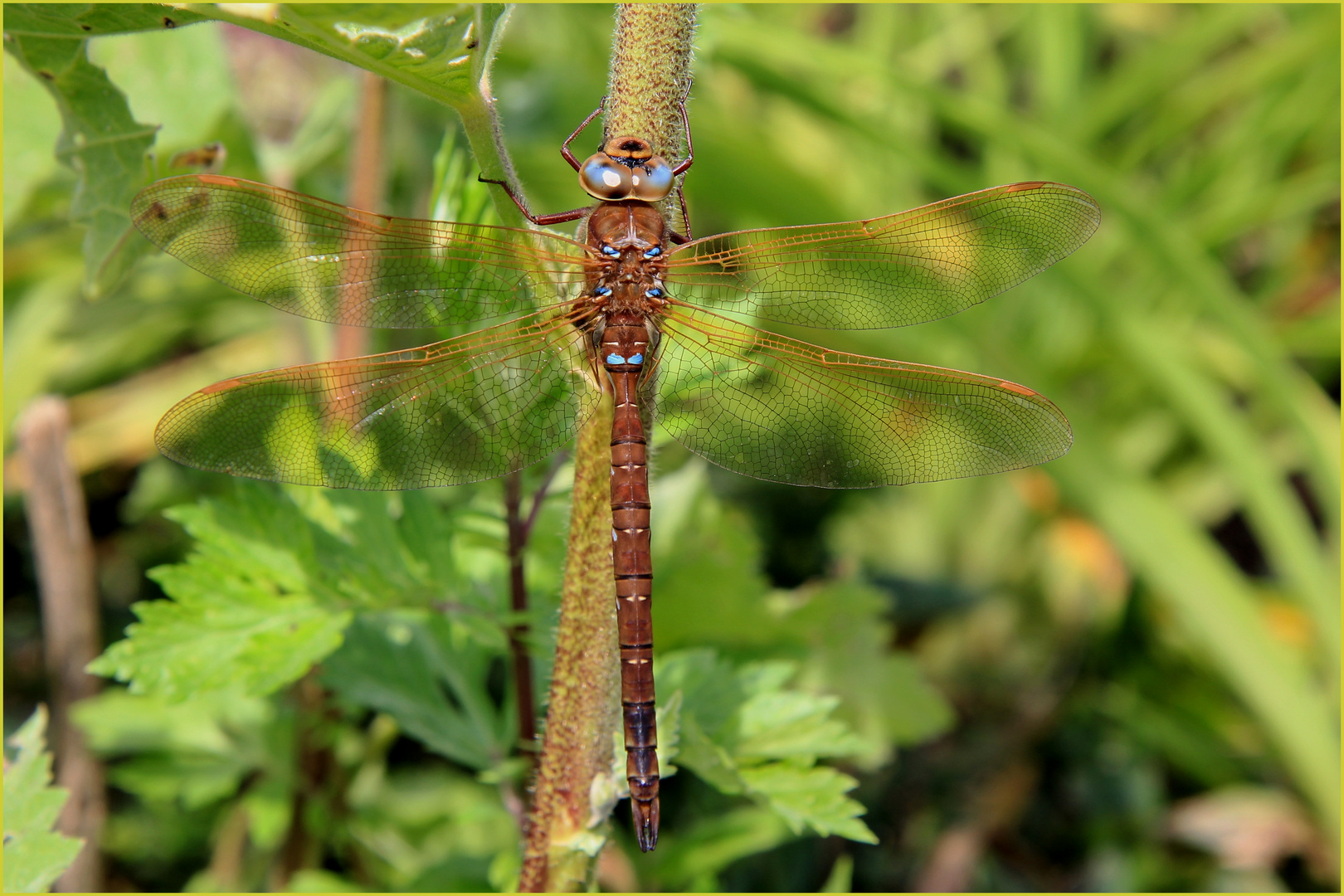 Braune Mosaikjungfer - Aeshna grandis -