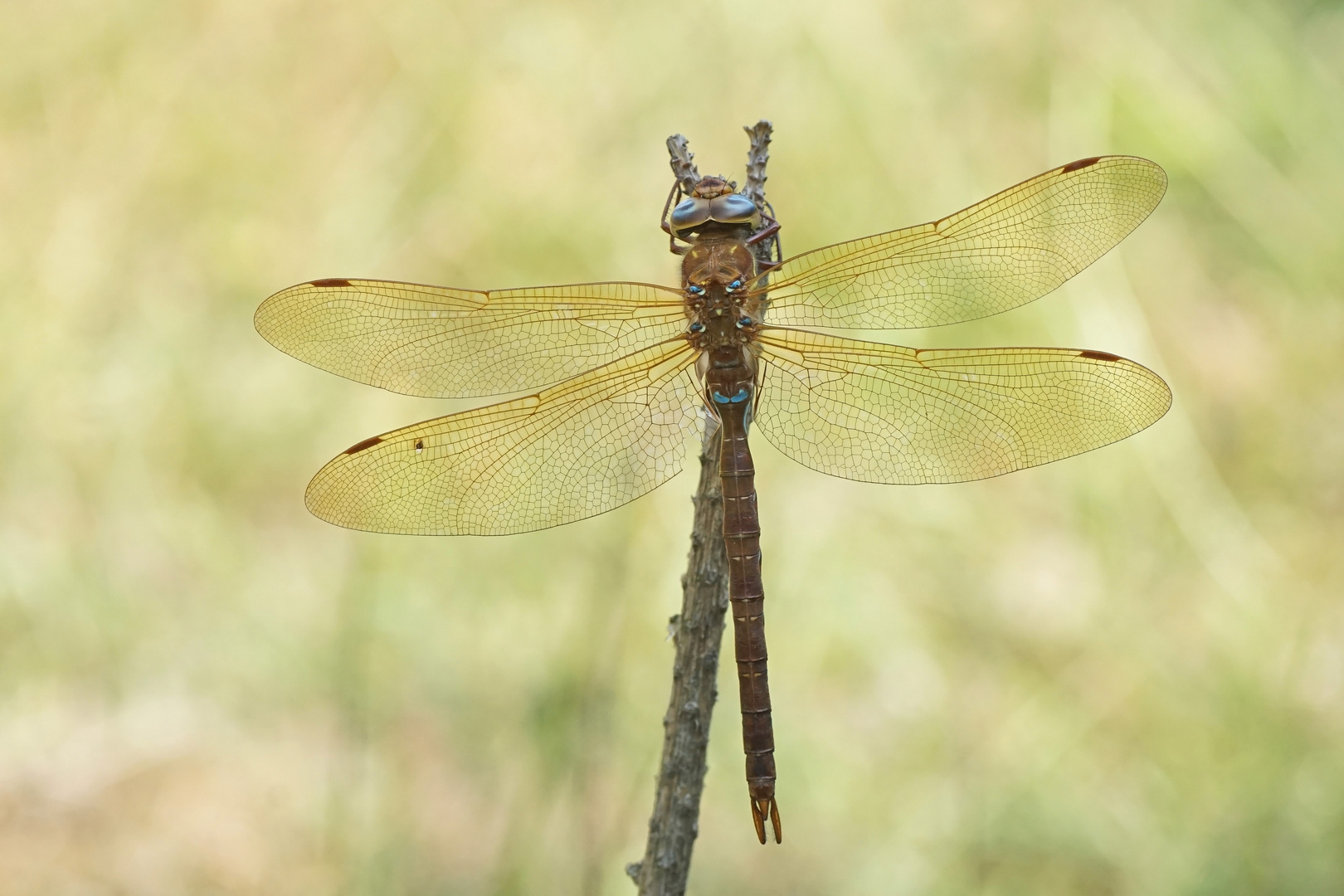 Braune Mosaikjungfer (Aeshna grandis), Männchen