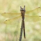 Braune Mosaikjungfer (Aeshna grandis), Männchen