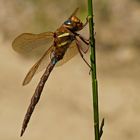 Braune Mosaikjungfer (Aeshna grandis), Männchen