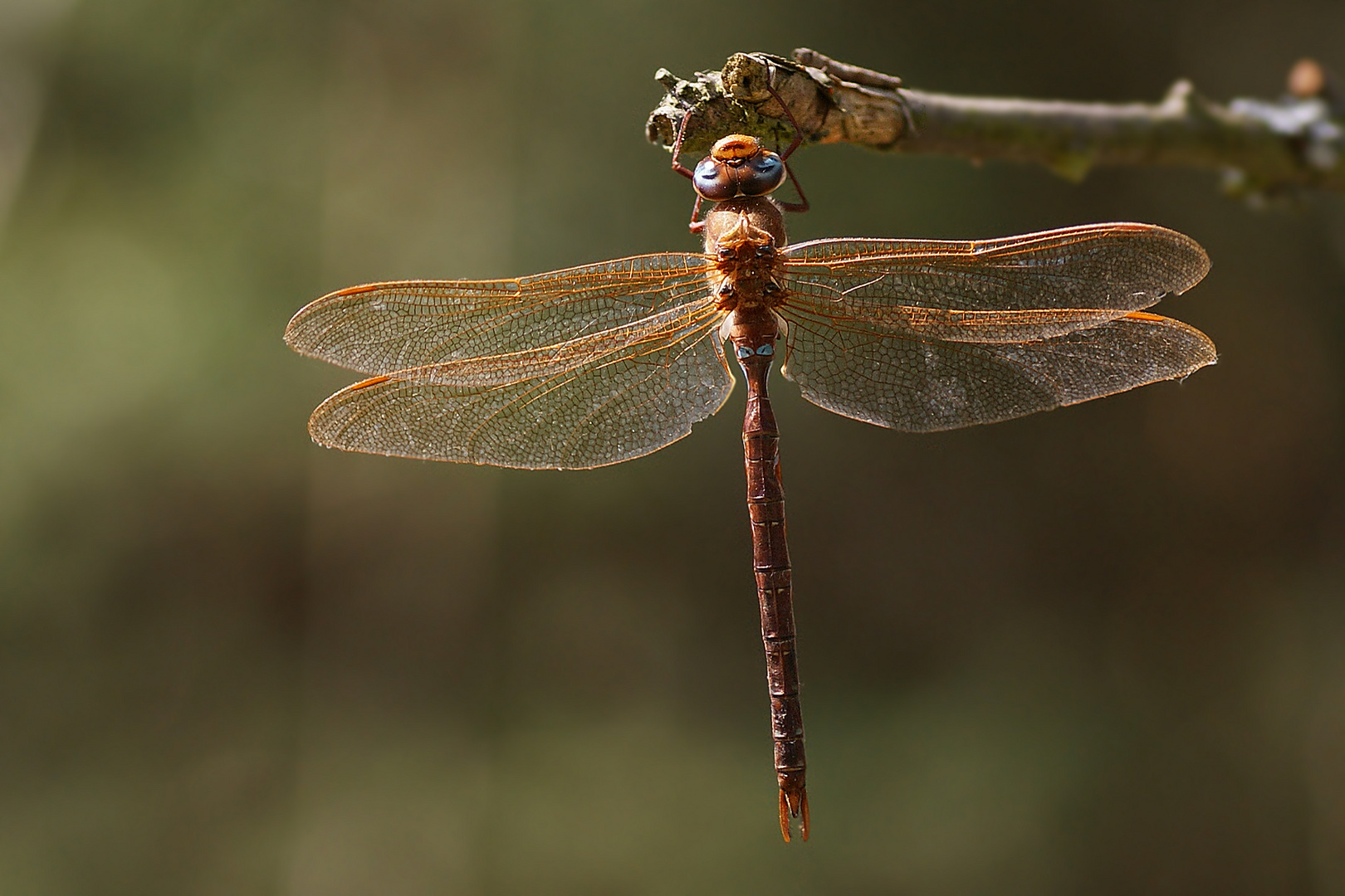 Braune Mosaikjungfer (Aeshna grandis) Männchen