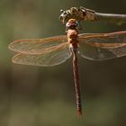 Braune Mosaikjungfer (Aeshna grandis) Männchen