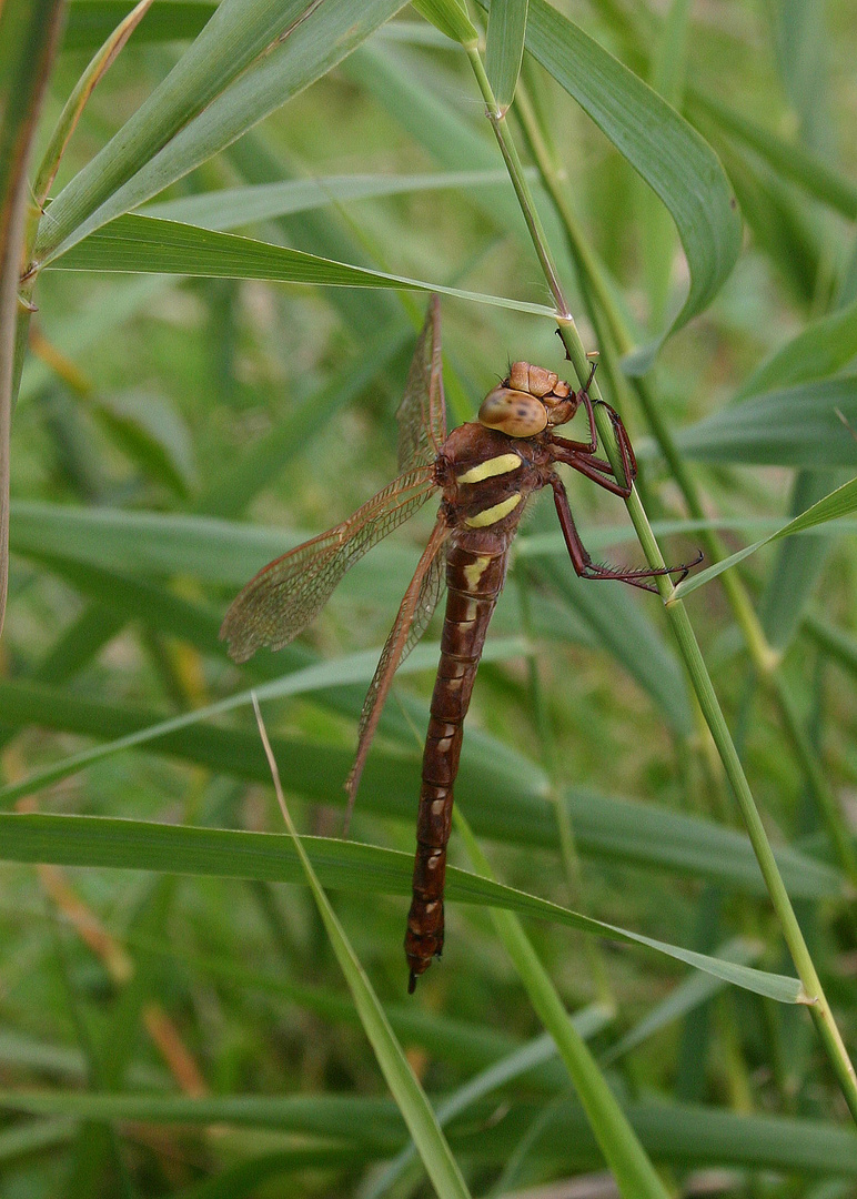 Braune Mosaikjungfer (Aeshna grandis) Weibchen