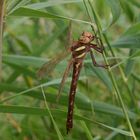 Braune Mosaikjungfer (Aeshna grandis) Weibchen