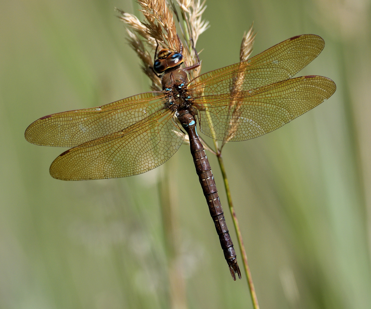 Braune Mosaikjungfer