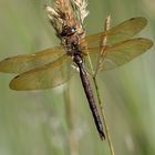 Braune Mosaikjungfer