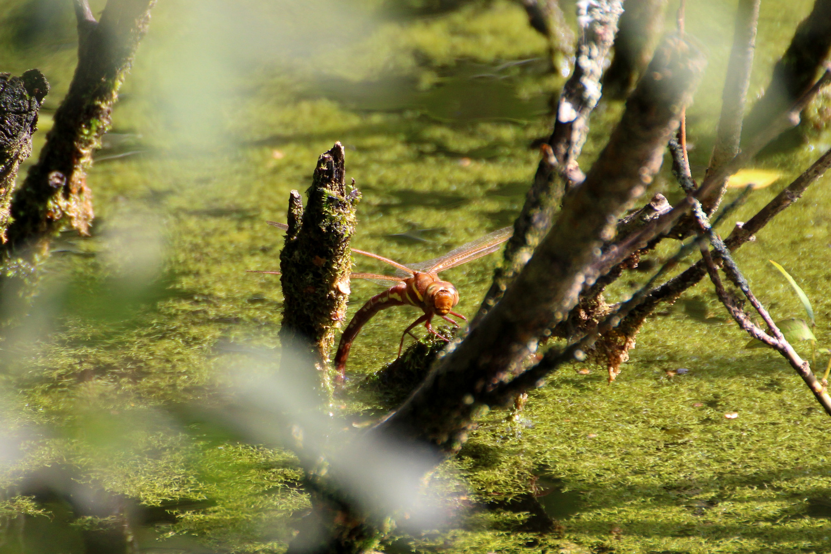 Braune Mosaikjungfer bei Eiablage 