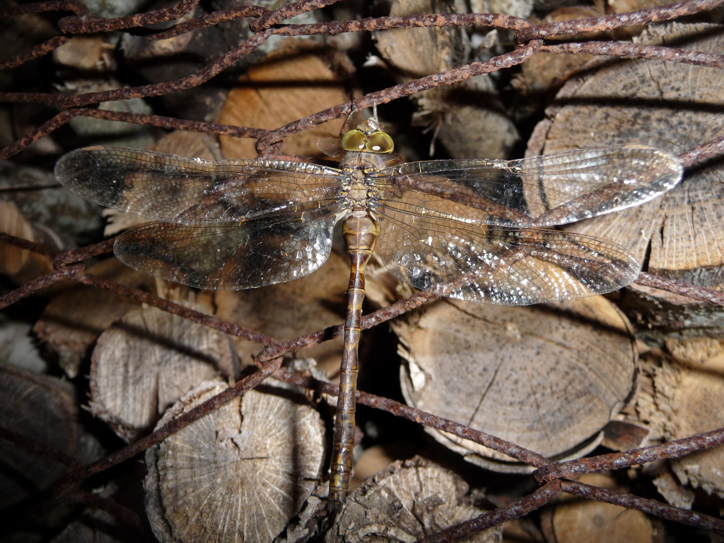 Braune Mosaikjungfer im Ruhezustand