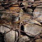 Braune Mosaikjungfer im Ruhezustand