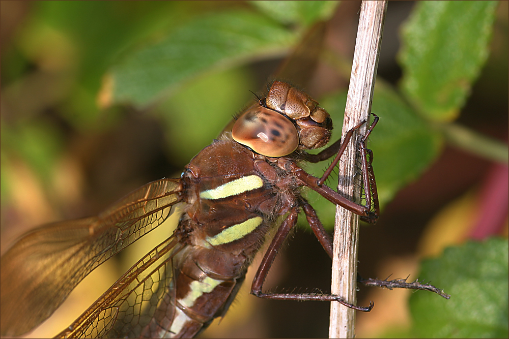 Braune Mosaikjungfer Portrait