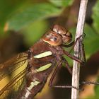 Braune Mosaikjungfer Portrait