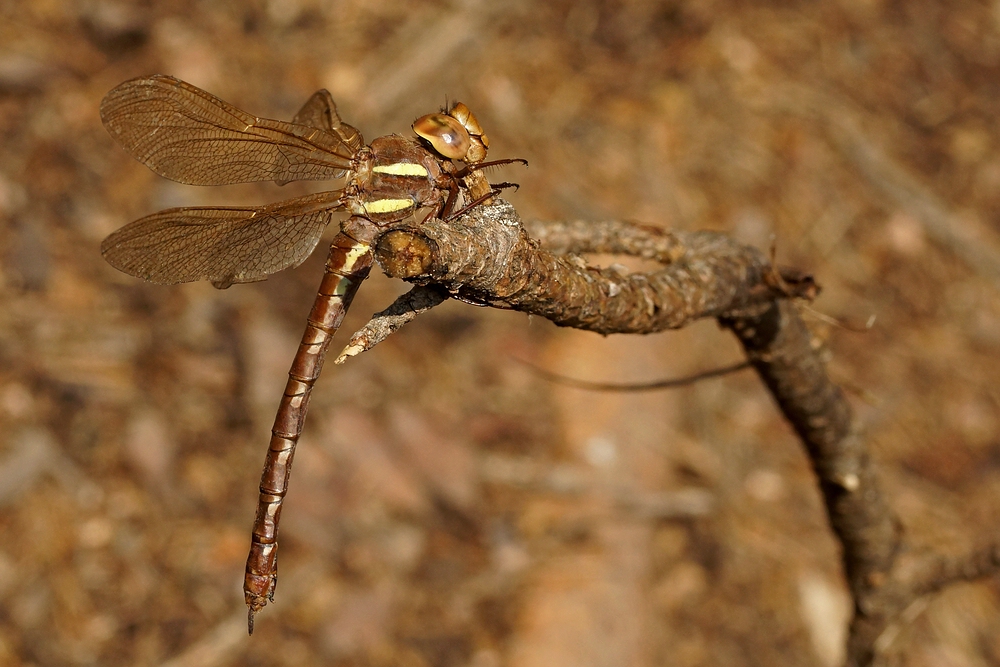 Braune Mosaikjungfer (Seitenansicht)