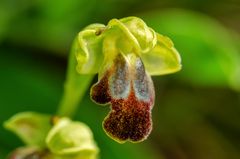 Braune Ragwurz Ophhrys-fusca-Komplex