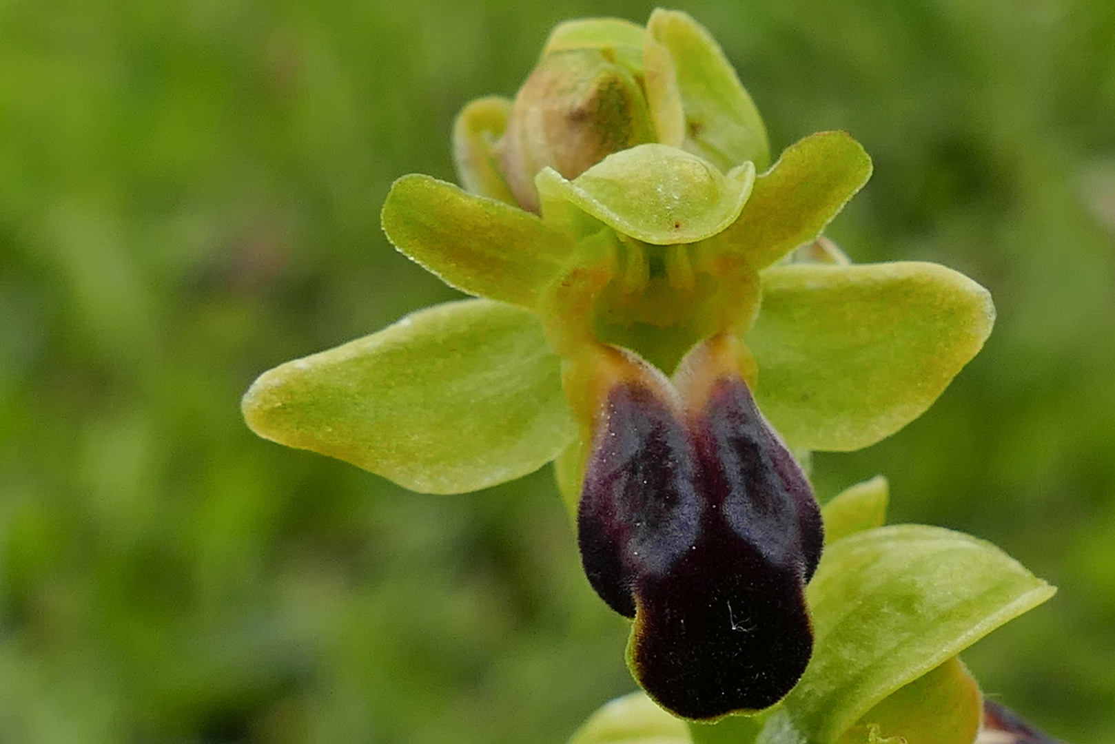 Braune Ragwurz (Ophrys fusca)