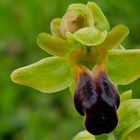 Braune Ragwurz (Ophrys fusca)