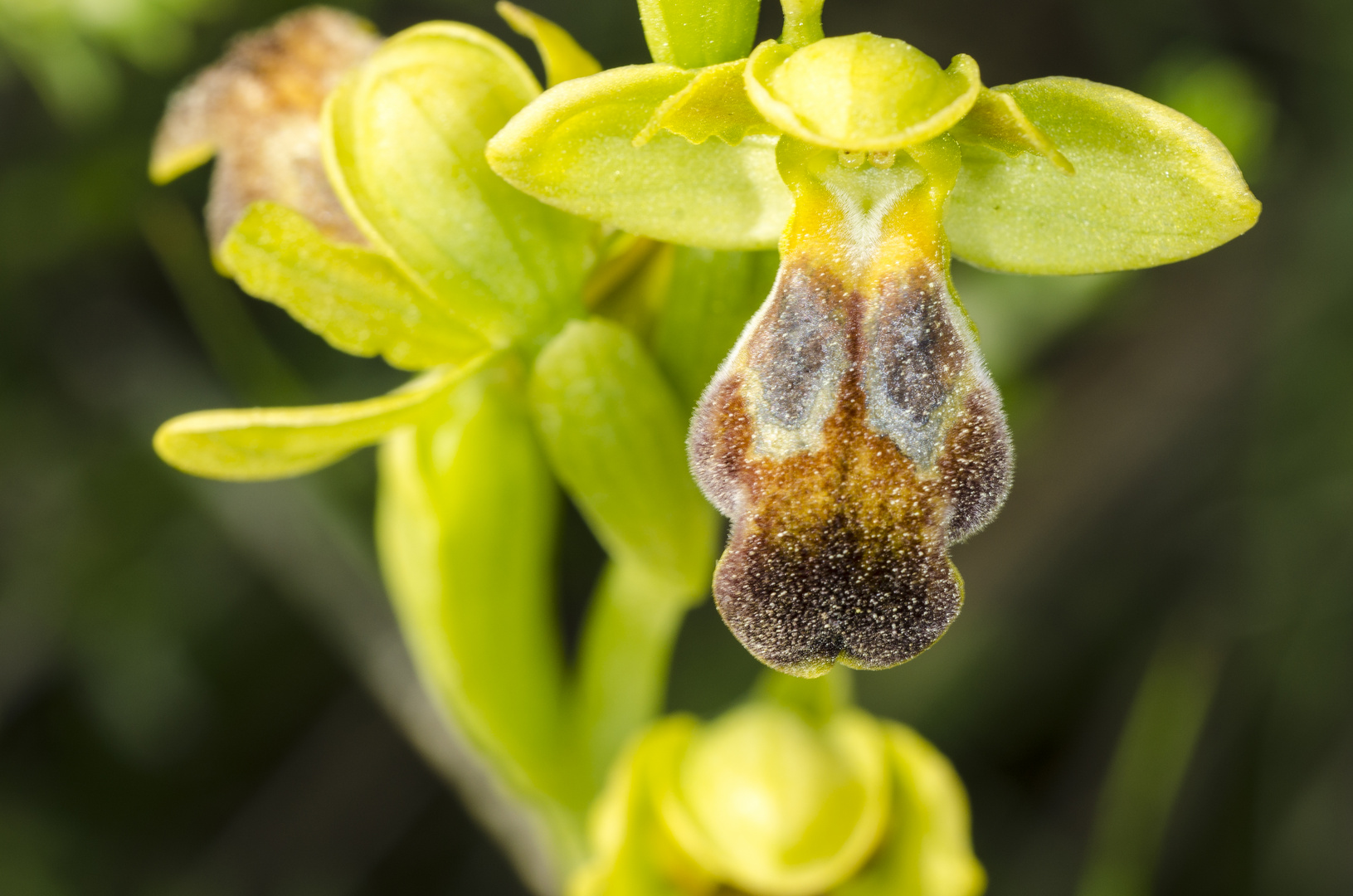 Braune Ragwurz (Ophrys fusca)