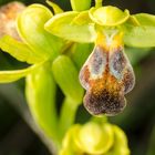 Braune Ragwurz (Ophrys fusca)