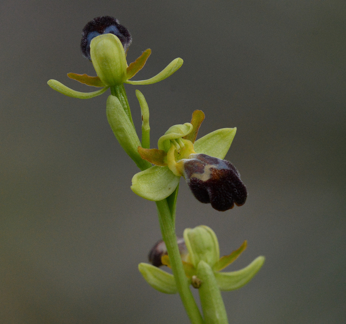 Braune Ragwurz (Ophrys fusca)-Mallorca-April 2017