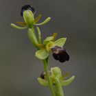 Braune Ragwurz (Ophrys fusca)-Mallorca-April 2017