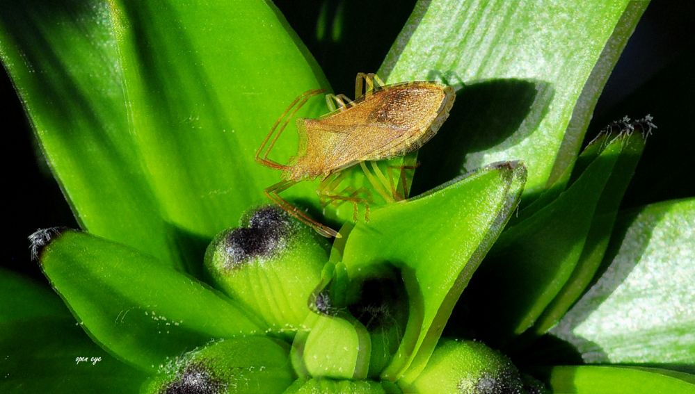 Braune Randwanze -  3D Intertlaced Bild an einem Polfilter Monitor oder 3D TV anschauen.