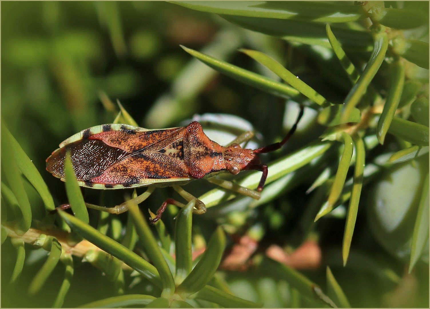 Braune Randwanze (Gonocerus acuteangulatus).