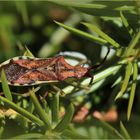 Braune Randwanze (Gonocerus acuteangulatus).