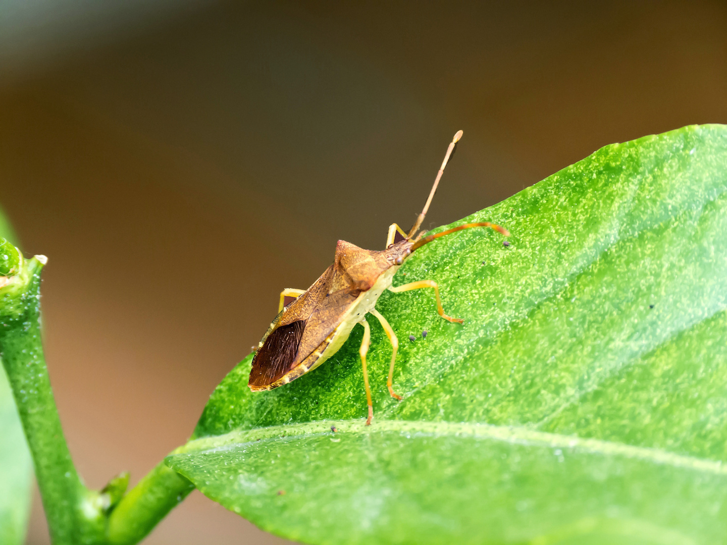 Braune Randwanze (Gonocerus acuteangulatus)