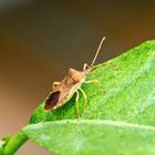 Braune Randwanze (Gonocerus acuteangulatus)