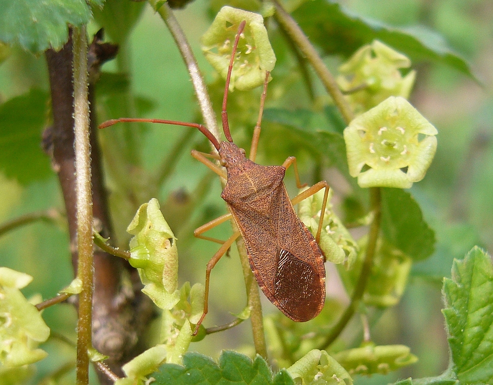 Braune Randwanze (Gonocerus acuteangulatus)