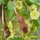 Braune Randwanze (Gonocerus acuteangulatus)