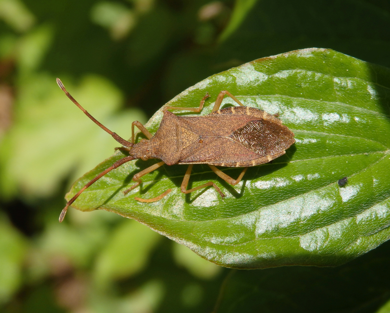 Braune Randwanze (Gonocerus acuteangulatus)