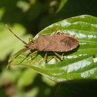 Braune Randwanze (Gonocerus acuteangulatus)