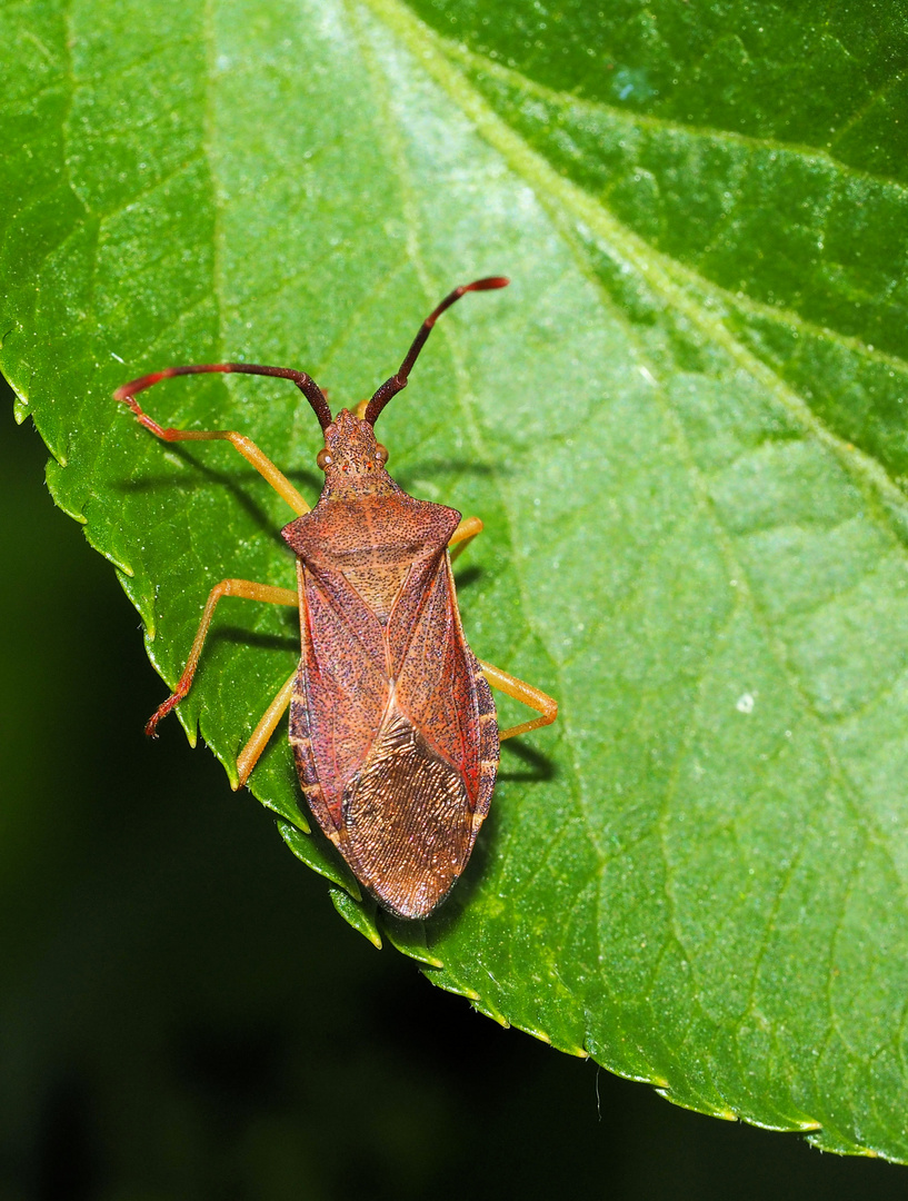 Braune Randwanze (Gonocerus acuteangulatus)