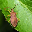 Braune Randwanze (Gonocerus acuteangulatus)