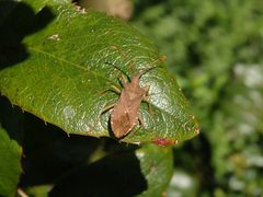 Braune Randwanze (Gonocerus acuteangulatus)