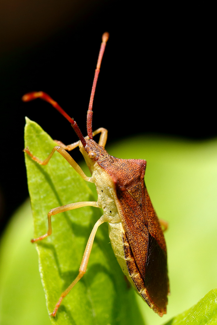 Braune Randwanze (Gonocerus acuteangulatus)