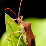 Braune Randwanze (Gonocerus acuteangulatus)