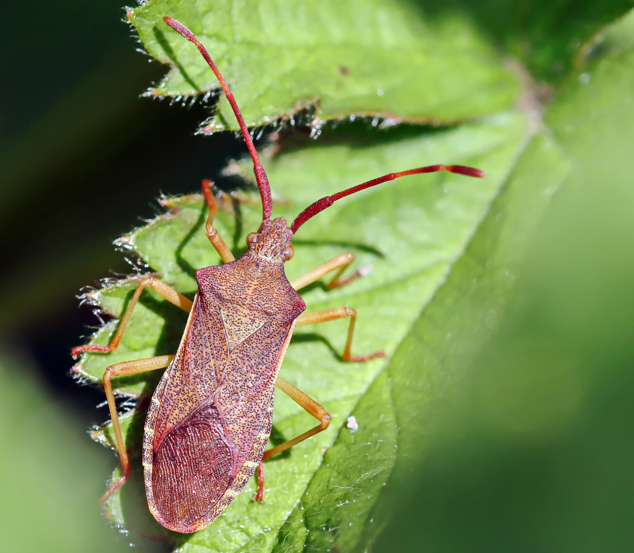 Braune Randwanze (Gonocerus acuteangulatus)