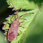 Braune Randwanze (Gonocerus acuteangulatus)