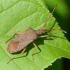 Braune Randwanze (Gonocerus acuteangulatus)