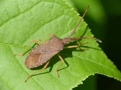 Braune Randwanze (Gonocerus acuteangulatus)