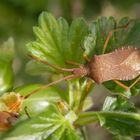 Braune Randwanze (Gonocerus acuteangulatus)