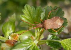 Braune Randwanze (Gonocerus acuteangulatus)