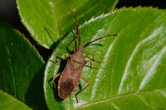 Braune Randwanze (Gonocerus acuteangulatus)