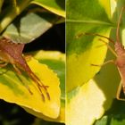 Braune Randwanze (Gonocerus acuteangulatus) - auch wieder in unserem Garten