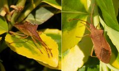 Braune Randwanze (Gonocerus acuteangulatus) - auch wieder in unserem Garten